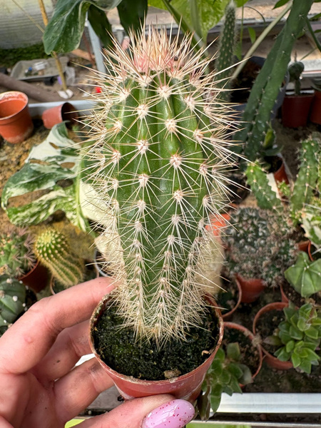 Pachycereus pringlei KAKTUS SŁOŃ CARDON