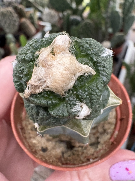 Ariocarpus fissuratus v.lloydii