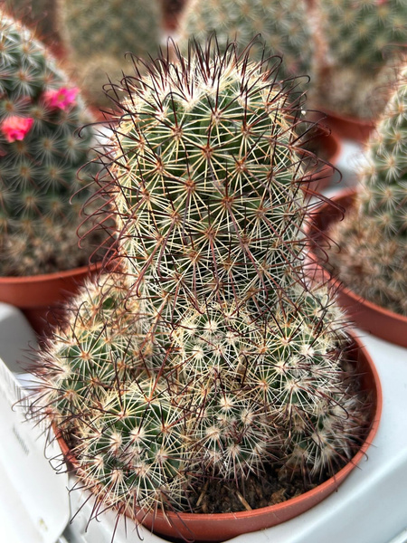 Mammillaria haasii