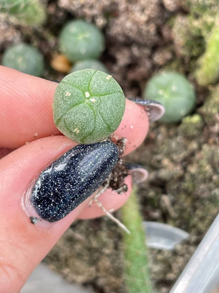 Lophophora williamsii