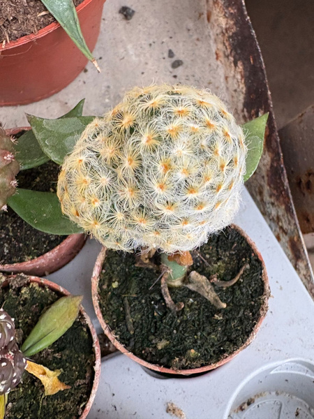 Mammillaria schiedeana v.plumosa