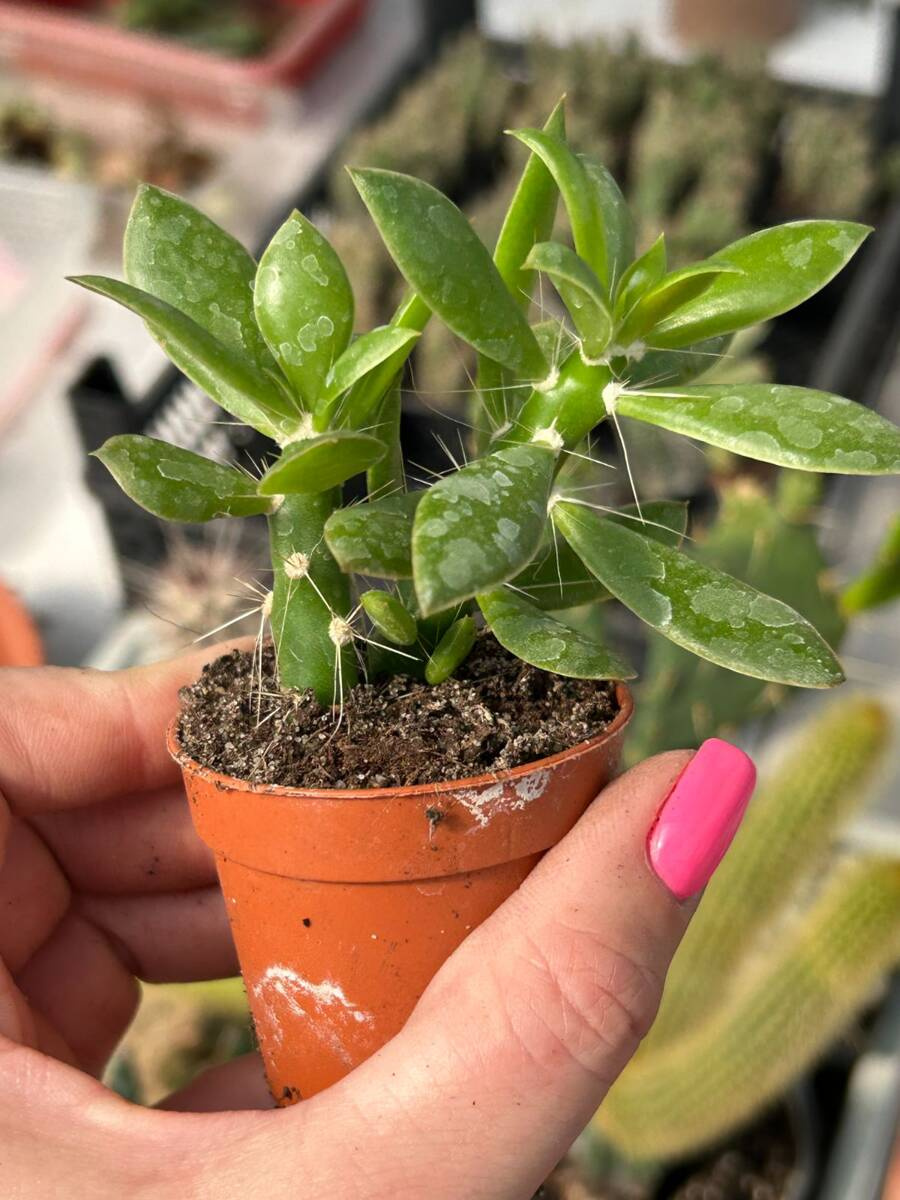 Quiabentia verticillata Kaktusy \ Quiabentia Kaktusy, sukulenty i