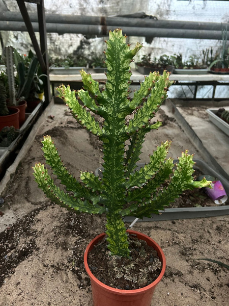 Euphorbia mayurnathanii 'Variegata'