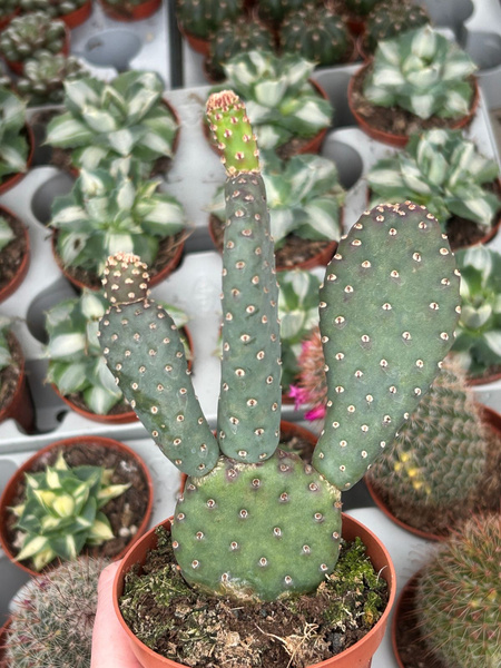 Opuntia basilaris f.caudata 'Beavertail'
