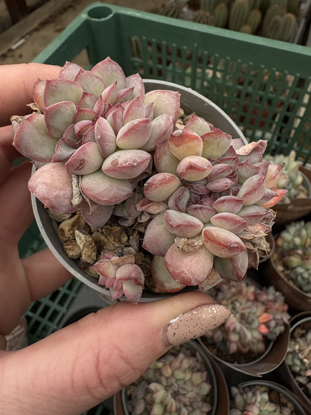 Echeveria mystery 'Cristata'