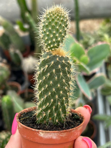 Opuntia galapageia ENDEMIT