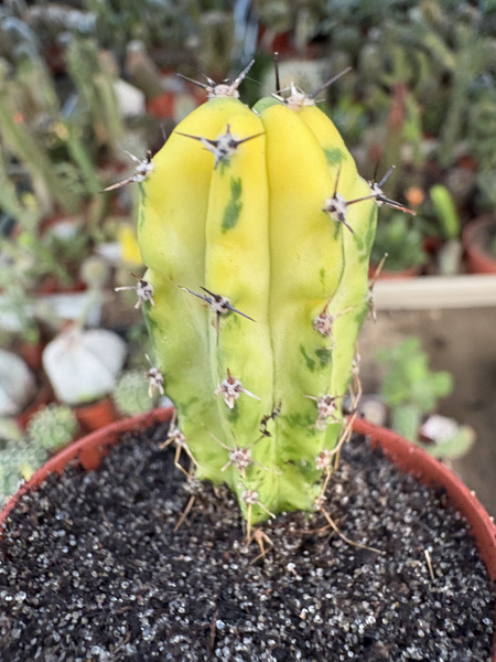 Myrtillocactus cochal 'Variegata'