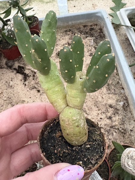 Cumulopuntia boliviana