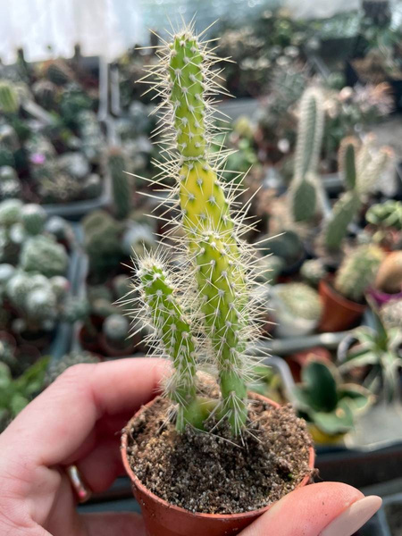 Opuntia leucotricha 'Variegata'
