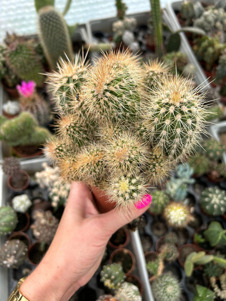 Pachycereus pringlei 'Cristata Polygona'