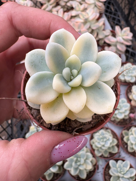 Sedum clavatum 'Variegata'