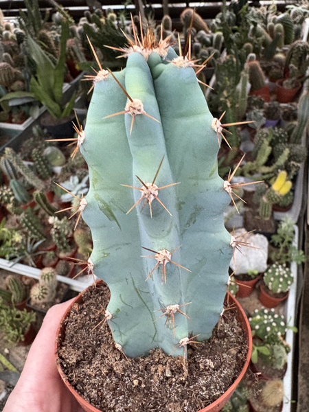 Cereus peruvianus 'Monstruosa Pałczak peruwiański