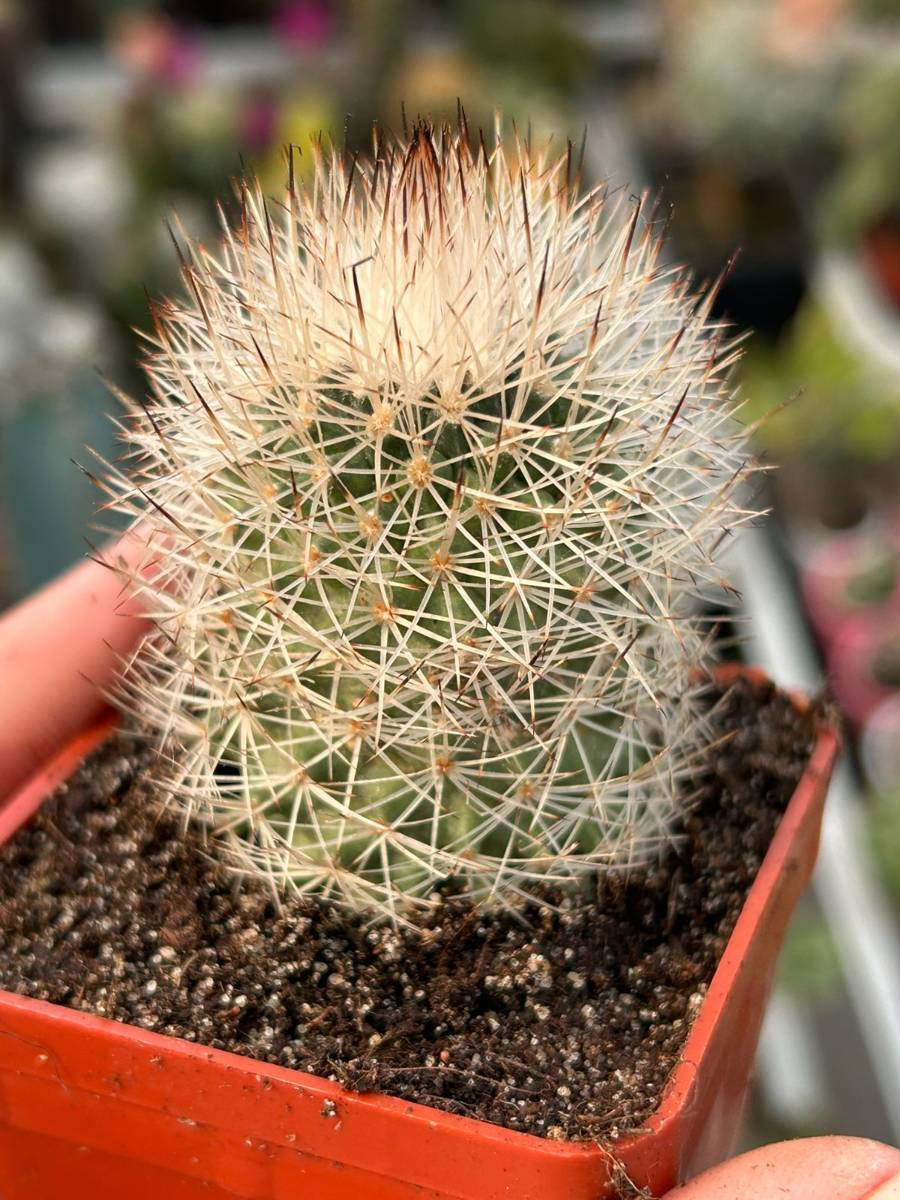 Gymnocactus beguinii var. senilis | Cactuses \ Gymnocactus | Kaktusy ...