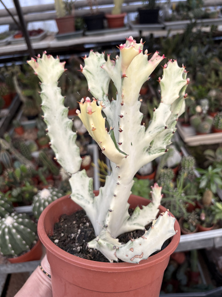 Euphorbia lactea 'White Ghost'