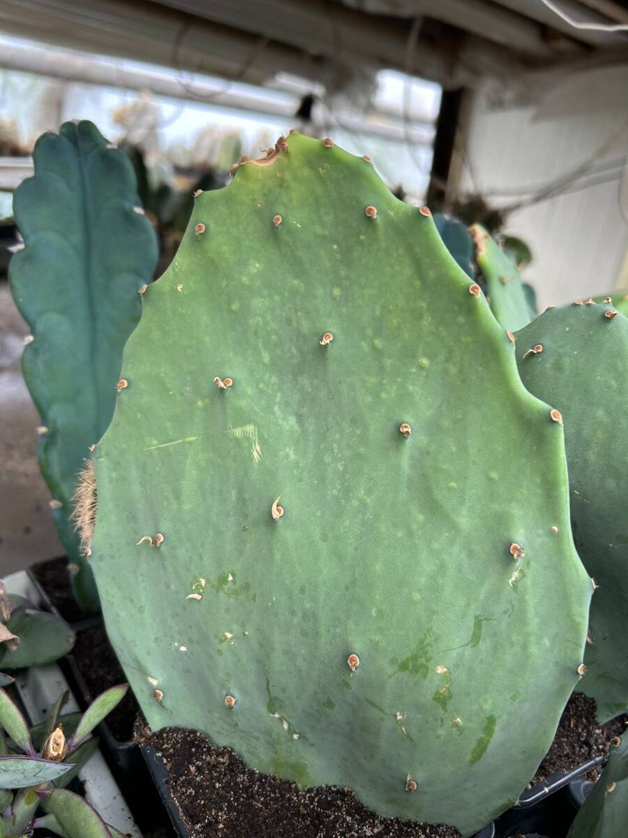 Opuntia Gomei Old Mexico At San Marcos Cactuses Opuntia Kaktusy Sukulenty I Inne