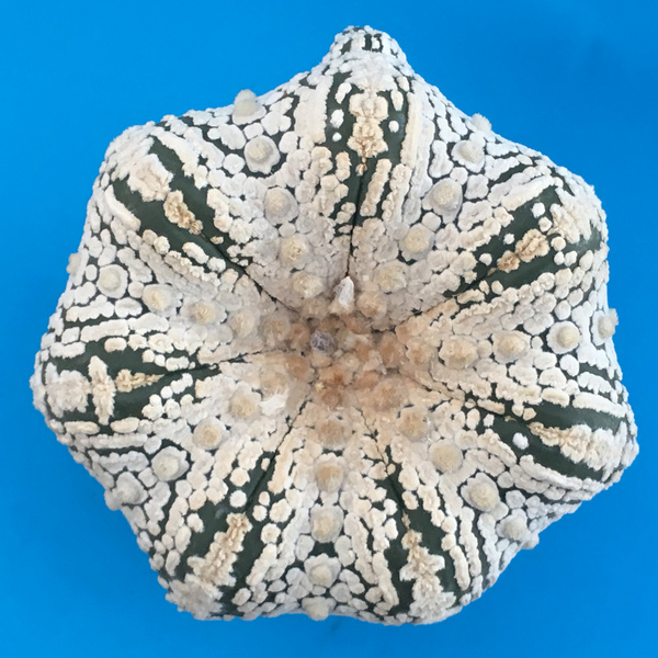 Seeds of Astrophytum asterias MIX MUTANTS x 40