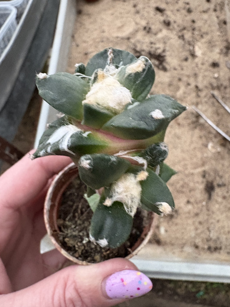 Ariocarpus furfuraceus v.rostratus