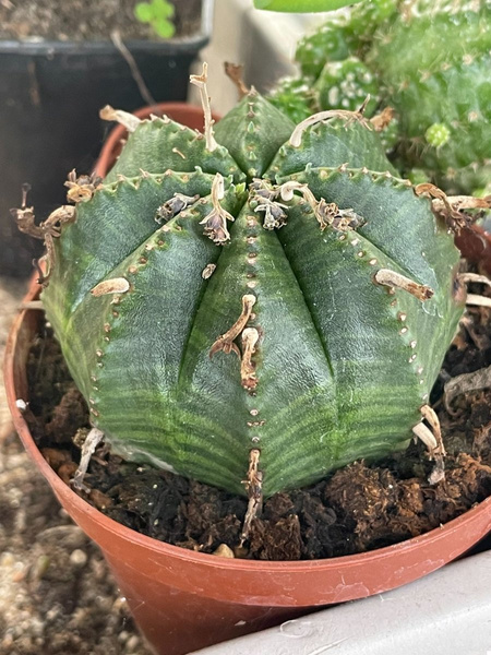 Euphorbia infausta