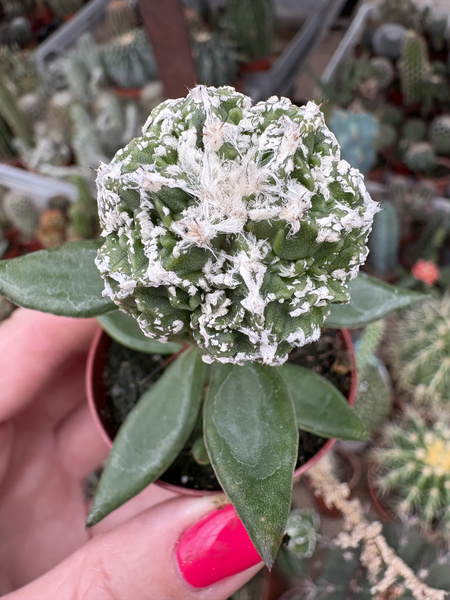 Astrophytum myriostigma 'Fukuryu'