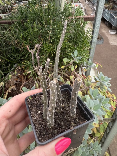 Pterocactus tuberosus CAUDEX