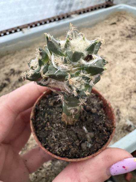 Ariocarpus trigonus
