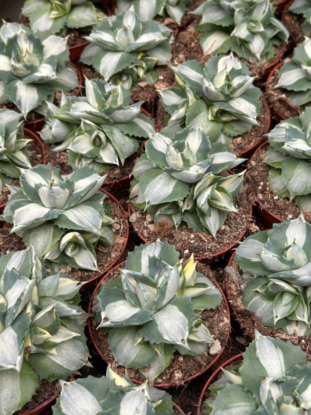 Agave potatorum v. verschaffeltii cv. shoji raijin Mediopicta