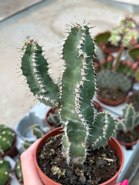Euphorbia graniticola