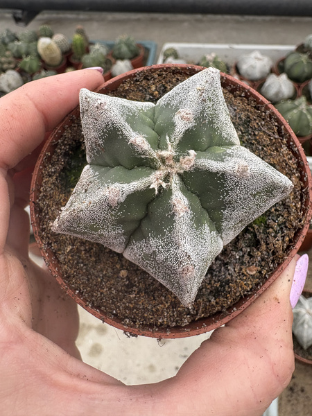 Astrophytum myriostigma 'Seminudum'