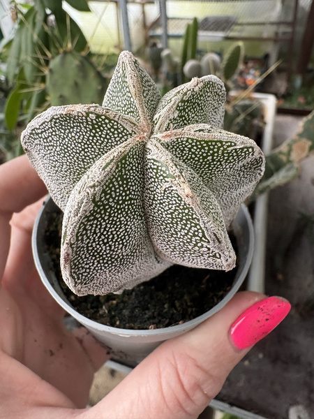 Astrophytum myriostigma 'Onzuko'