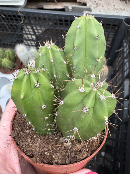 Myrtillocactus cochal