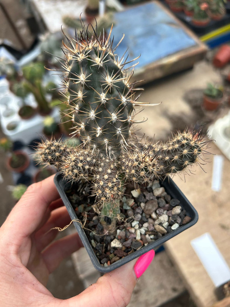 Austrocactus bertinii