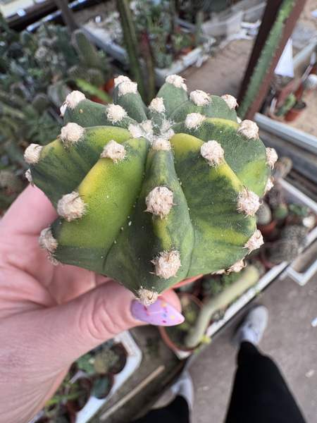 Echinopsis subdenudata 'Variegata'