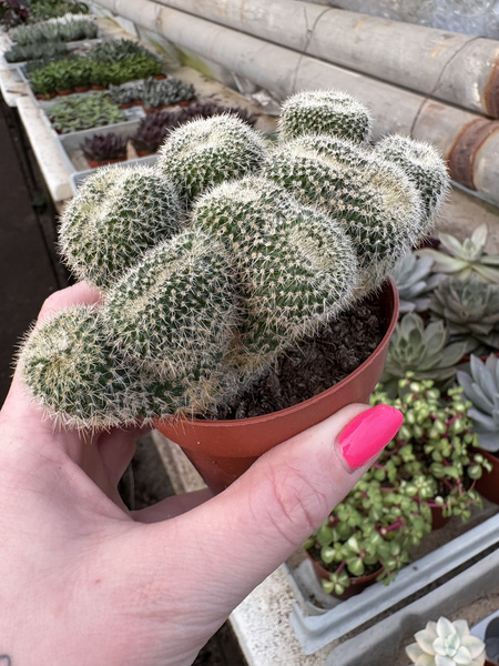 Parodia chrysacanthion 'Polygona'