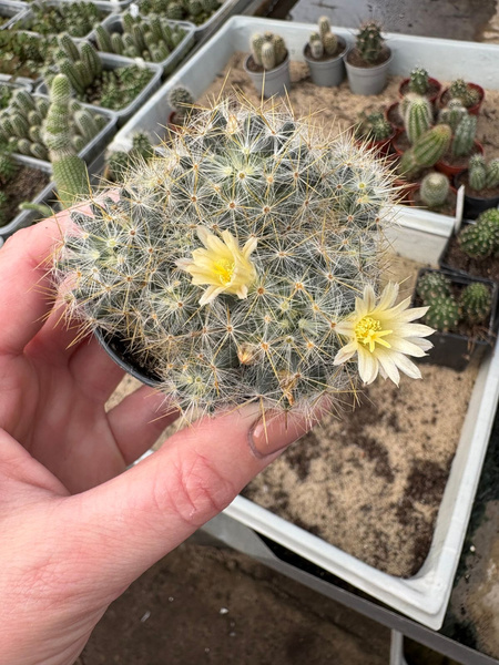 Mammillaria prolifera v.haitiensis