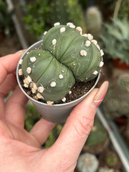 Astrophytum asterias 'Nuda Ooibo Dichotoma'