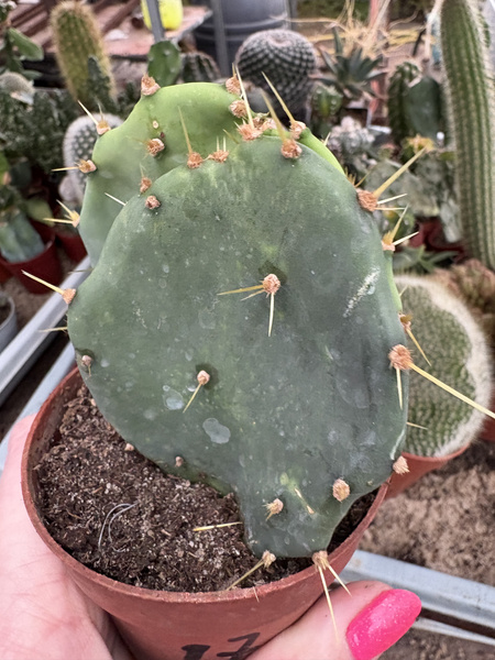 OPUNTIA DILLENII