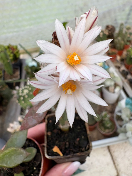 Turbinicarpus valdezianus 'Albiflorus'