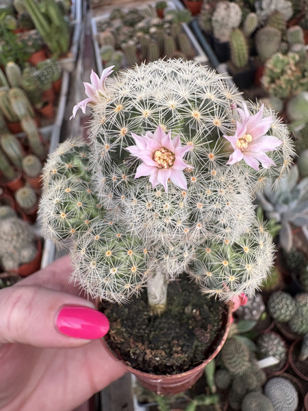 Mammillaria giselae