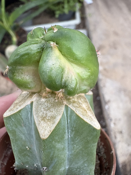 Hylocalycium CHIMERA - Hylocereus + Gymnocalycium