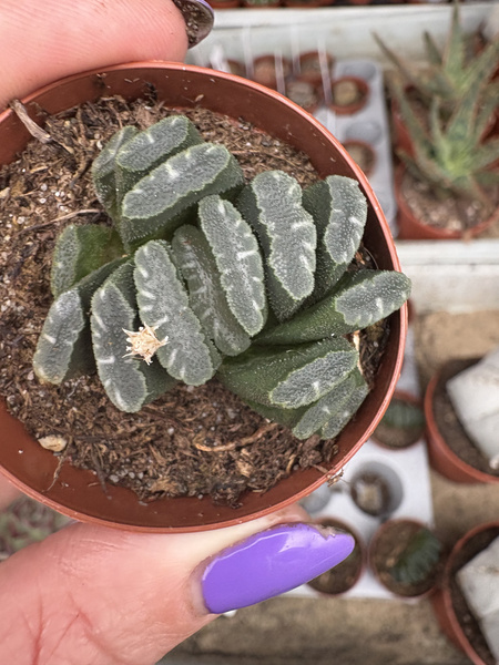 Haworthia maughanii x H.truncata