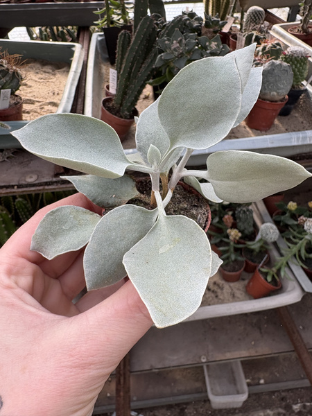 Kalanchoe hildebrandtii 'Silver Spoons'
