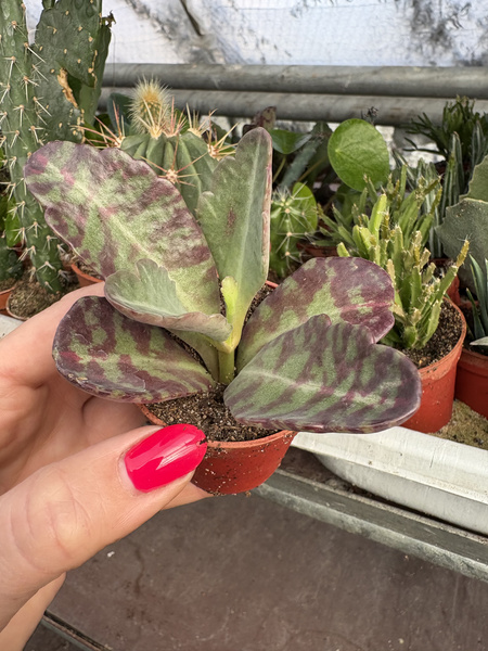 Kalanchoe humilis