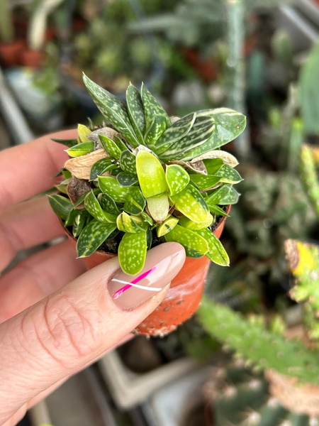 Gasteria minima 'Variegata'