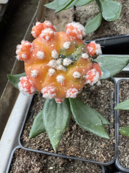 Astrophytum asterias 'Variegata'