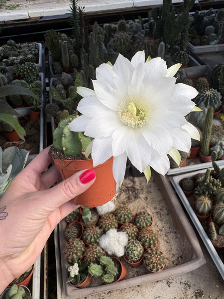 Echinopsis oxygona 'Variegata'