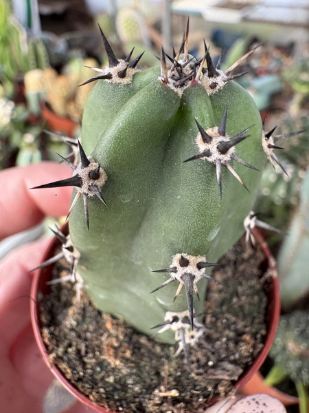 Eriocereus jusbertii