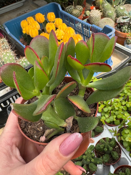 Crassula ovata 'Hummel's Sunset' Golden Jade Tree