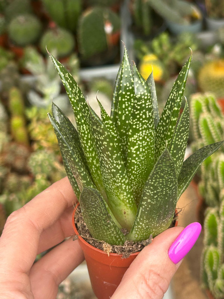 Aloe Gasteraloe 'Flow'