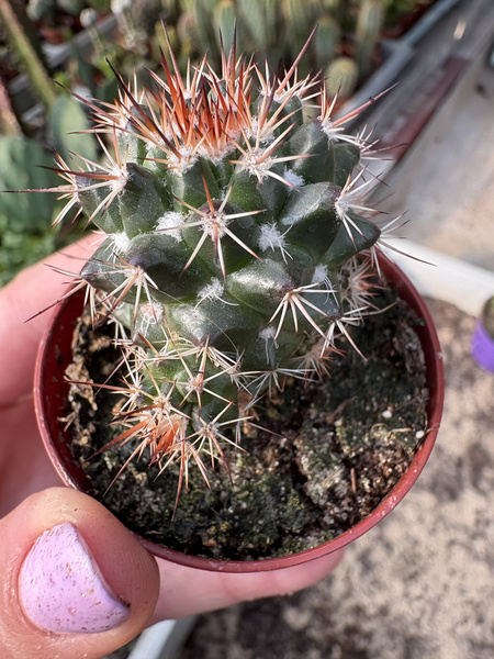 Mammillaria collinsii v.tehuantepec