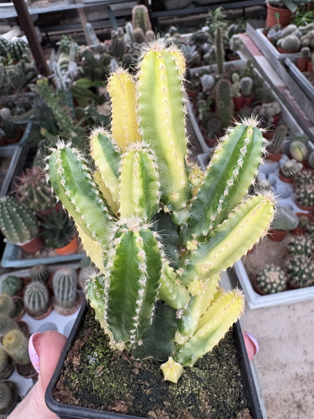 Cereus peruvianus 'Variegata'